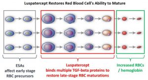 Luspartercept-Restores-Red-Blood-Cell's-Ability-to-Mature