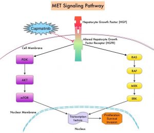 MET-Signaling-Pathway