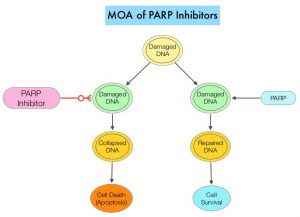 MOA-of-PARP-Inhibitors