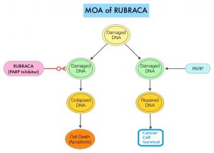 MOA-of-RUBRACA