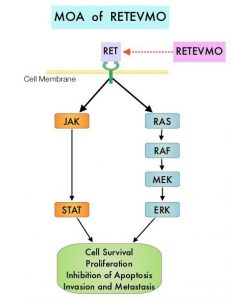 MOA-of-RETEVMO