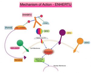 Mechanism-of-Action-ENHERTU