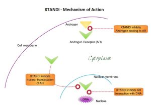 XTANDI-Mechanism-of-Action