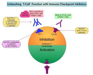 Unleashing-T-Cell-Function-with-Immune-Checkpoint-Inhibitors