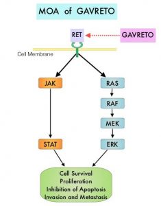 MOA-of-GAVRETO