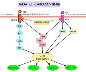 MOA-of-CABOZANTINIB