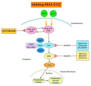 Inhibiting-KRAS-G12C