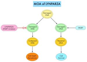 MOA-of-LYNPARZA