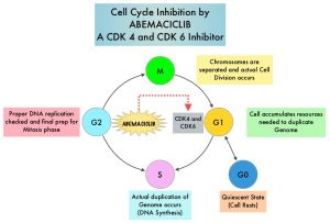 Cell-Cycle-Inhibition-by-ABEMACICLIB