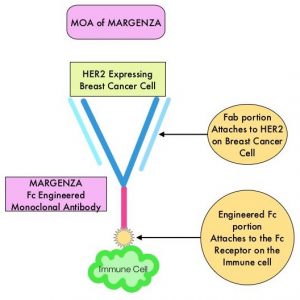 MOA-of-MARGENZA