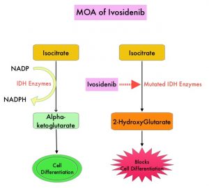 MOA-of-Ivosidenib