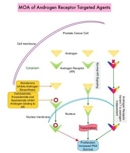 MOA-of-Androgen-Receptor-Targeted-Agents