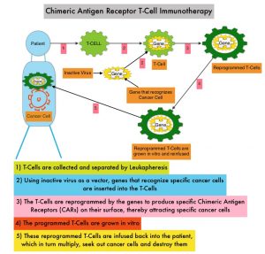 Anti-BCMA-CAR-T-Cell-Therapy-for-Multiple-Myeloma