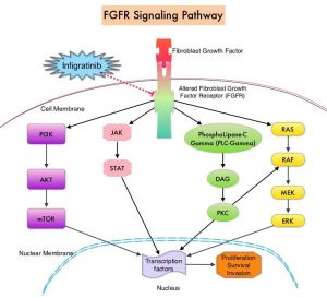 FGFR-Signaling-Pathway