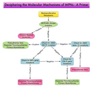 Molecular-Mechanisms-of-MPNs