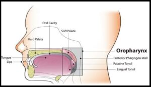 Oropharynx